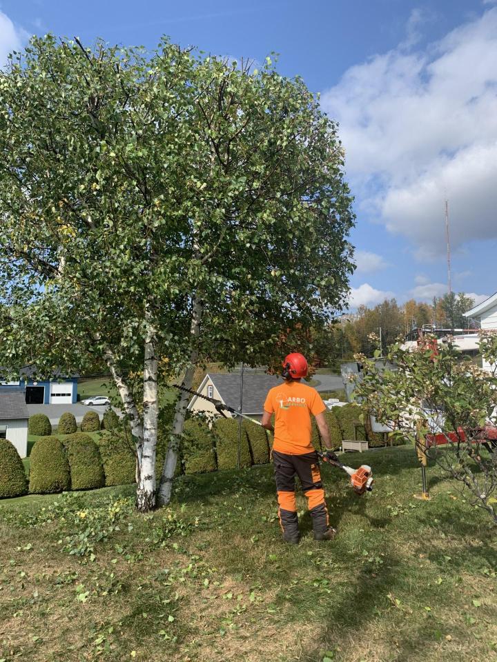Taille d'arbres et de haies La Beauce