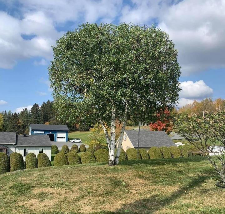 Tailleurs d'arbres et de haies La Beauce