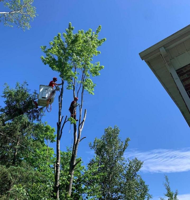 Abattage d'arbres La Beauce