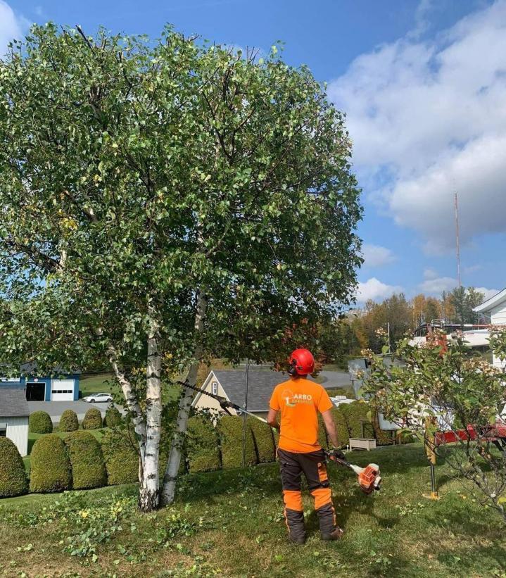 Service d’abattage d'arbres La Beauce