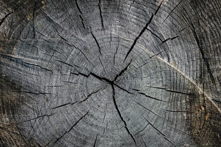 Abattage d'arbres autour de Sainte-Marie<br/>Abattage d'arbres au voisinage de Sainte-Marie<br/>Abattage d'arbres vers Sainte-Marie