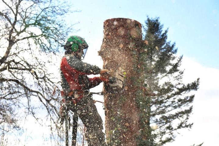Abattage d'arbres La Beauce